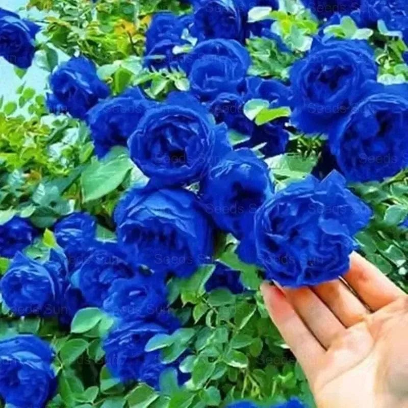 200 Stunning Rare Climbing Rose Seeds + Free Growth Booster!