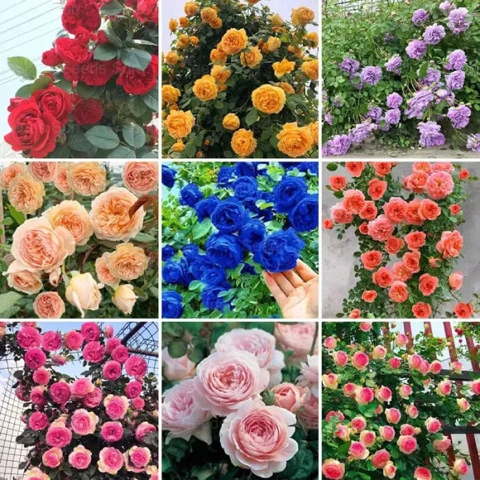 200 Stunning Rare Climbing Rose Seeds + Free Growth Booster!