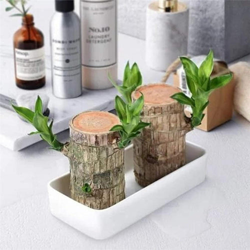 BlessLeaf™️ Lucky Brazil Wood Potted Plant (Pack of 2)