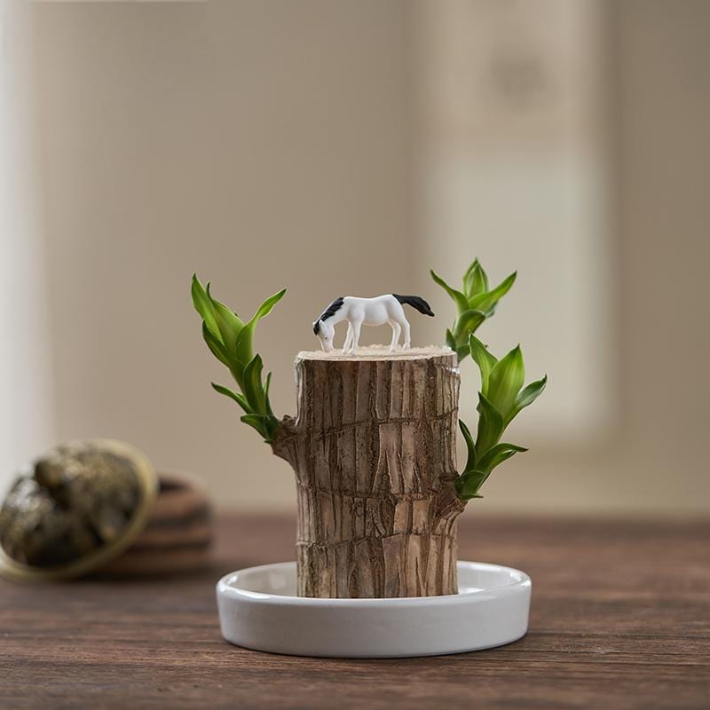 BlessLeaf™️ Lucky Brazil Wood Potted Plant (Pack of 2)