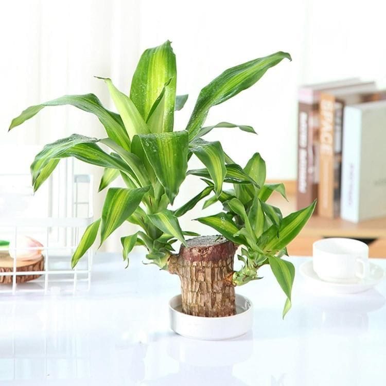 BlessLeaf™️ Lucky Brazil Wood Potted Plant (Pack of 2)