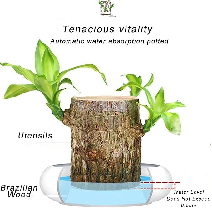 BlessLeaf™️ Lucky Brazil Wood Potted Plant (Pack of 2)
