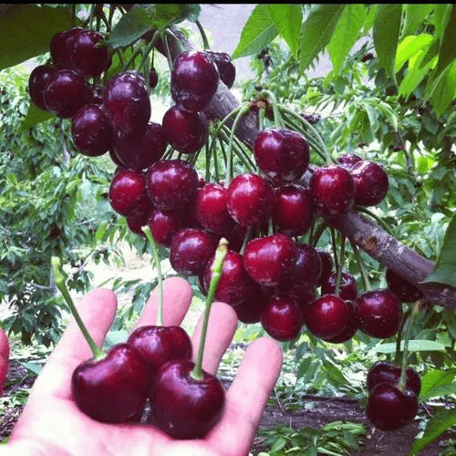 Cherrioxy™️ Rainier Cherry Fruit Seeds (100 gms)