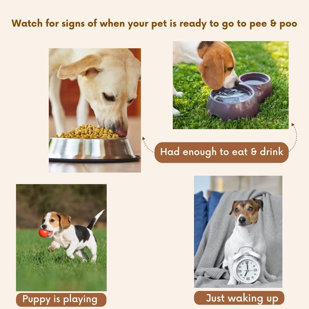 Pet Potty Training Spray (Pack of 2)