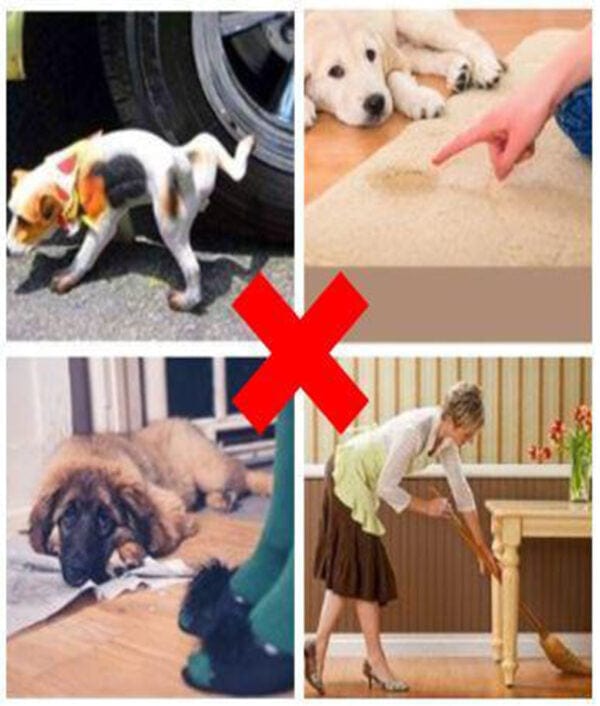 Pet Potty Training Spray (Pack of 2)
