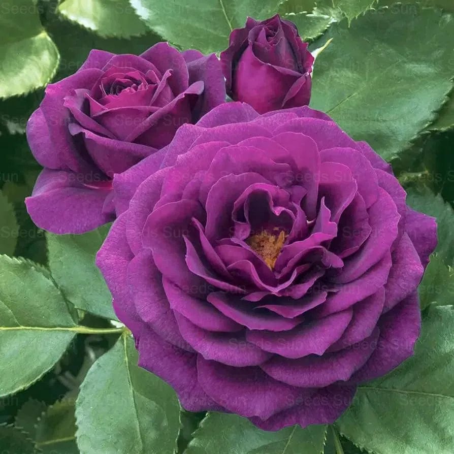 200 Stunning Rare Climbing Rose Seeds + Free Growth Booster!
