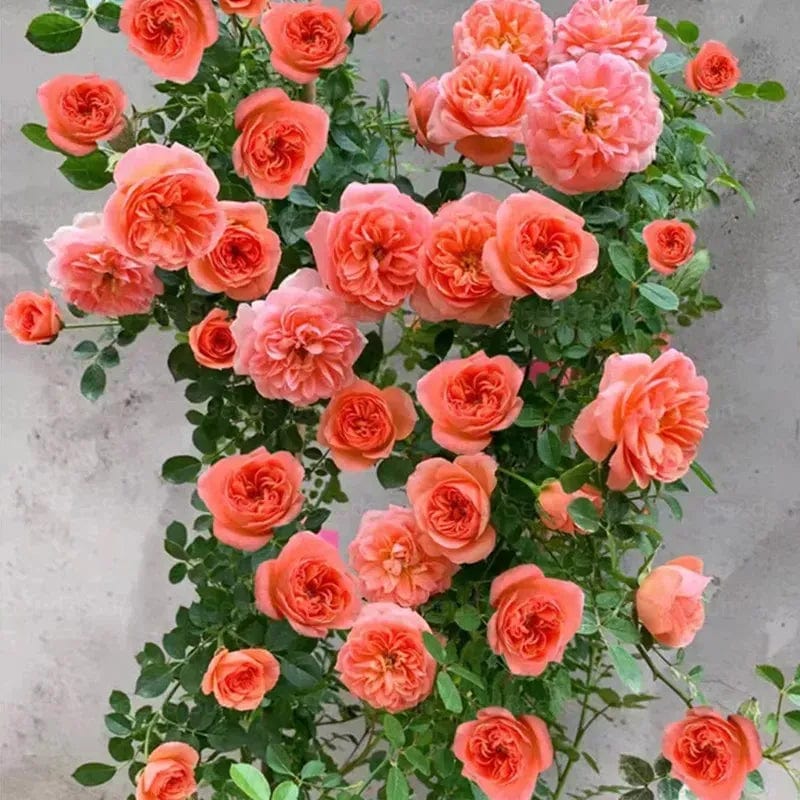 200 Stunning Rare Climbing Rose Seeds + Free Growth Booster!