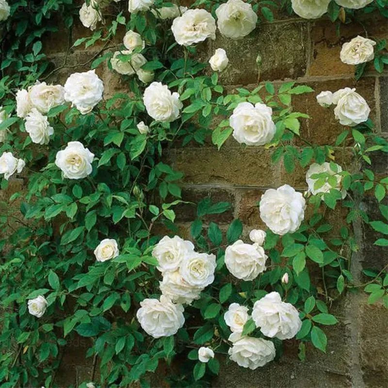 200 Stunning Rare Climbing Rose Seeds + Free Growth Booster!