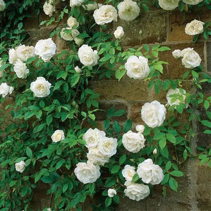 200 Stunning Rare Climbing Rose Seeds + Free Growth Booster!