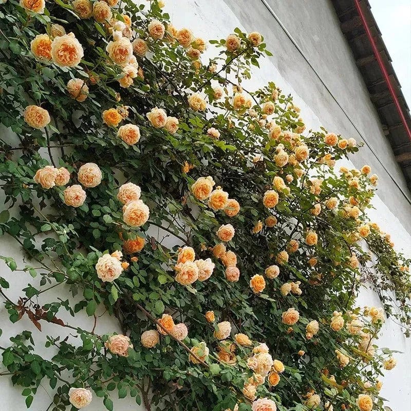 200 Stunning Rare Climbing Rose Seeds + Free Growth Booster!
