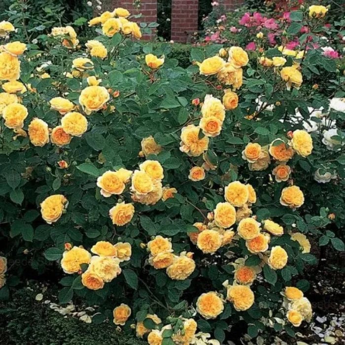 200 Stunning Rare Climbing Rose Seeds + Free Growth Booster!