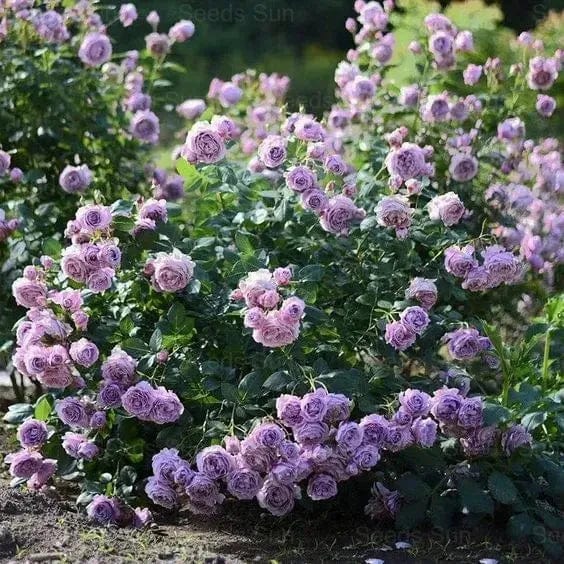 200 Stunning Rare Climbing Rose Seeds + Free Growth Booster!