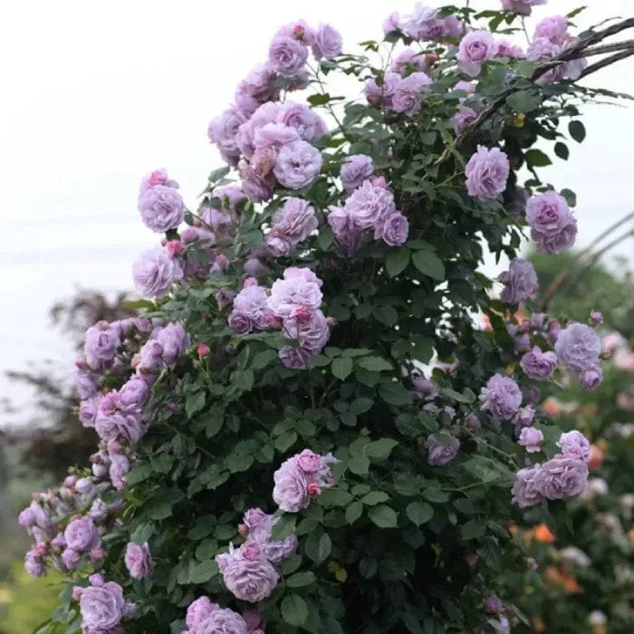 200 Stunning Rare Climbing Rose Seeds + Free Growth Booster!