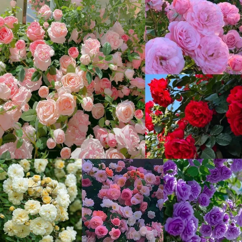 200 Stunning Rare Climbing Rose Seeds + Free Growth Booster!
