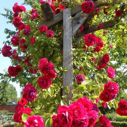 200 Stunning Rare Climbing Rose Seeds + Free Growth Booster!