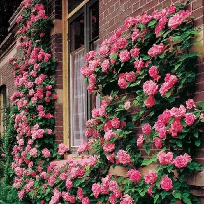 200 Stunning Rare Climbing Rose Seeds + Free Growth Booster!