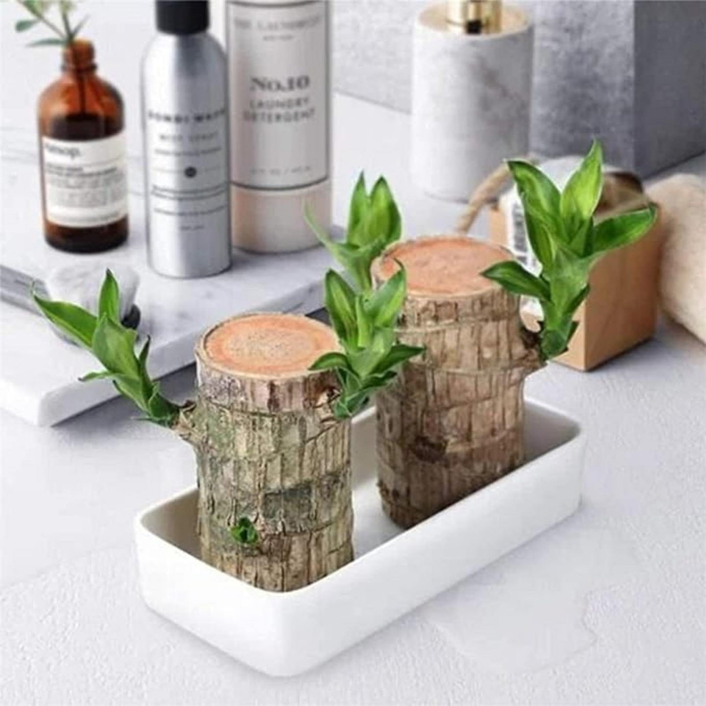 BlessLeaf™️ Lucky Brazil Wood Potted Plant (Pack of 2)
