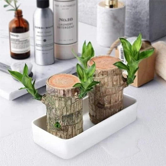 BlessLeaf™️ Lucky Brazil Wood Potted Plant (Pack of 2)