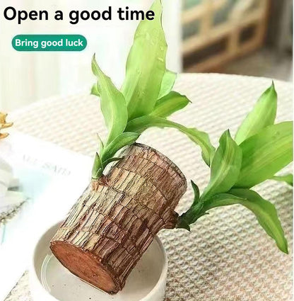 BlessLeaf™️ Lucky Brazil Wood Potted Plant (Pack of 2)