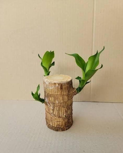 BlessLeaf™️ Lucky Brazil Wood Potted Plant (Pack of 2)