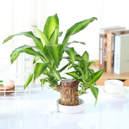 BlessLeaf™️ Lucky Brazil Wood Potted Plant (Pack of 2)
