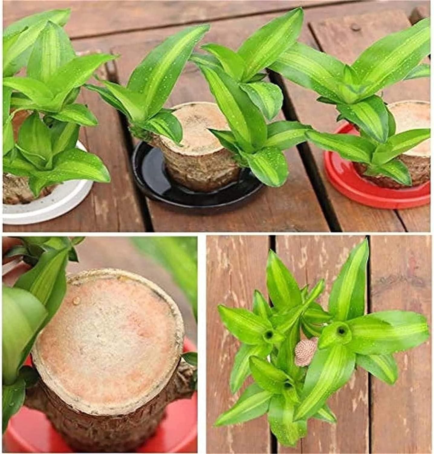 BlessLeaf™️ Lucky Brazil Wood Potted Plant (Pack of 2)