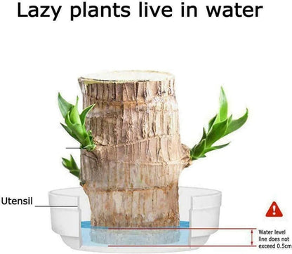 BlessLeaf™️ Lucky Brazil Wood Potted Plant (Pack of 2)