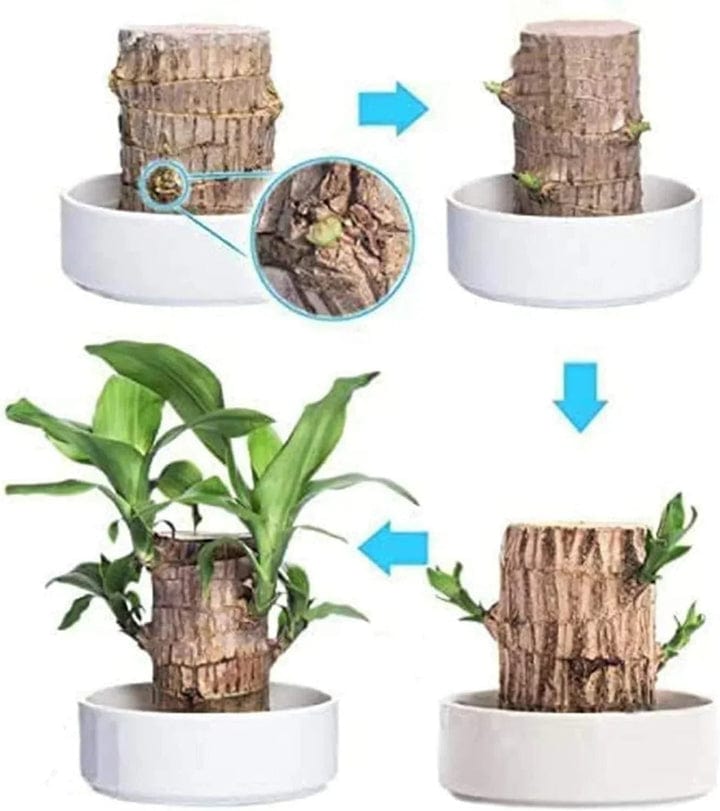 😌 Brazil Wood Potted Plant🍀 [Buy 1 Get 1 Free]