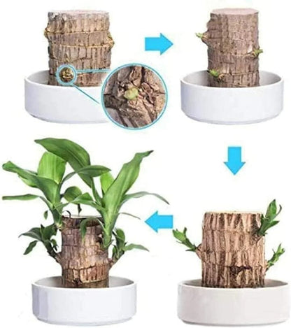 😌 Brazil Wood Potted Plant🍀 [Buy 1 Get 1 Free]