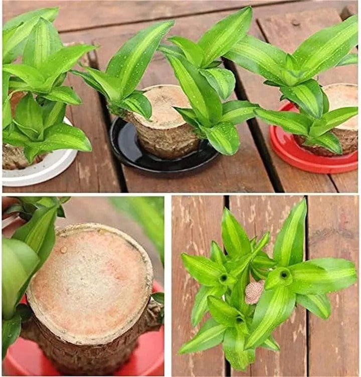 😌 Brazil Wood Potted Plant🍀 [Buy 1 Get 1 Free]