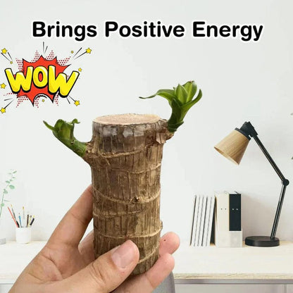😌 Brazil Wood Potted Plant🍀 [Buy 1 Get 1 Free]