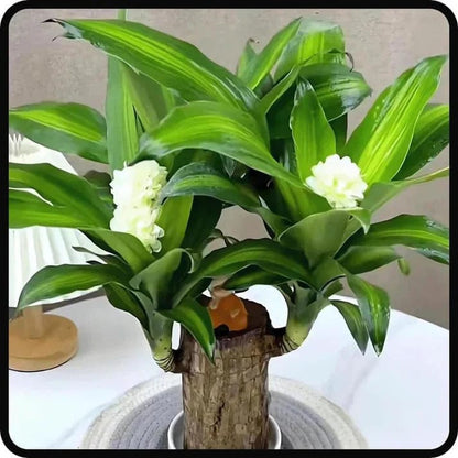 😌 Brazil Wood Potted Plant🍀 [Buy 1 Get 1 Free]