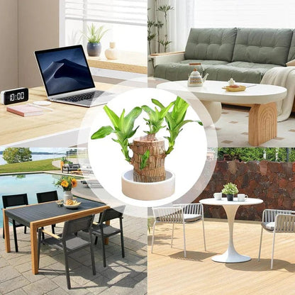 😌 Brazil Wood Potted Plant🍀 [Buy 1 Get 1 Free]