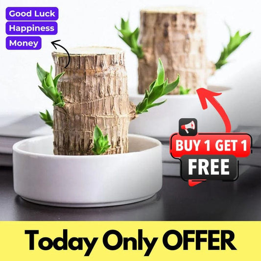 😌 Brazil Wood Potted Plant🍀 [Buy 1 Get 1 Free]