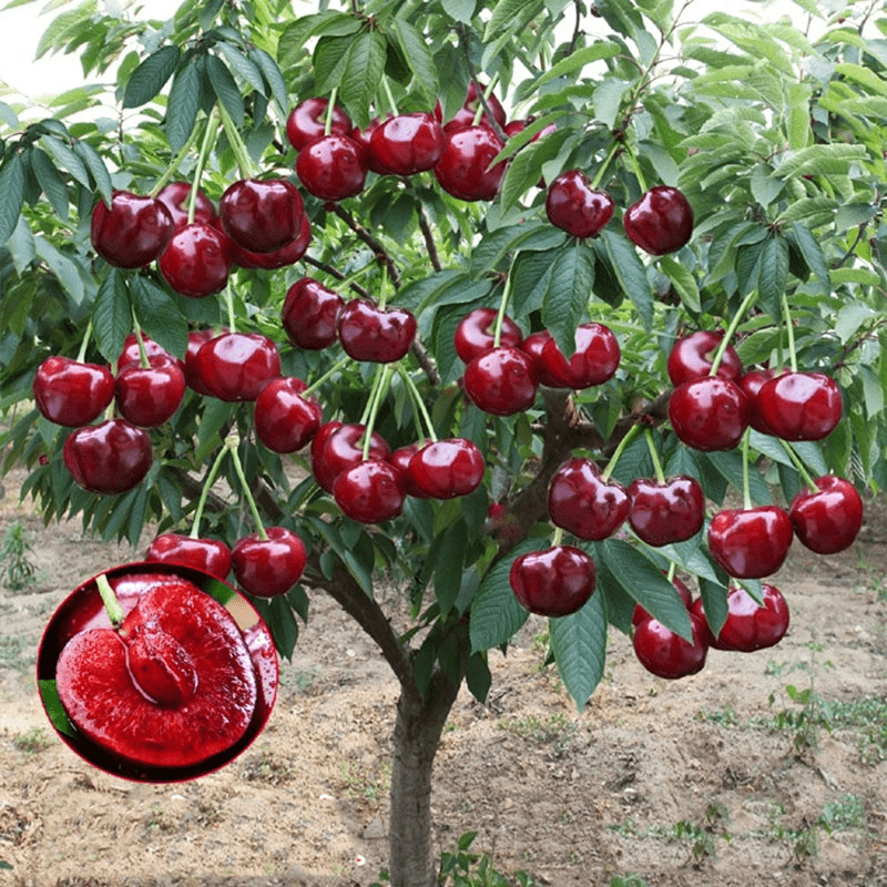 Cherrioxy™️ Rainier Cherry Fruit Seeds (100 gms)
