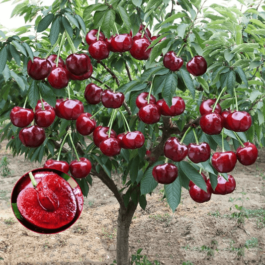 Cherrioxy™️ Rainier Cherry Fruit Seeds (100 gms)