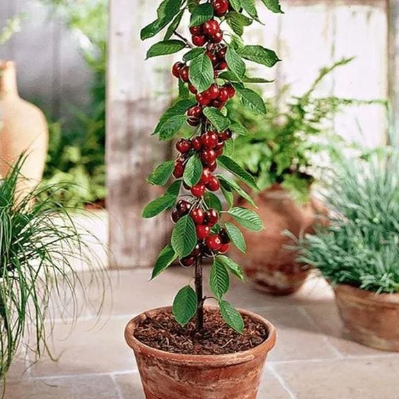 Cherrioxy™️ Rainier Cherry Fruit Seeds (100 gms)