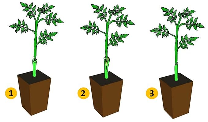 Clonixo™ Grafting Tool Kit