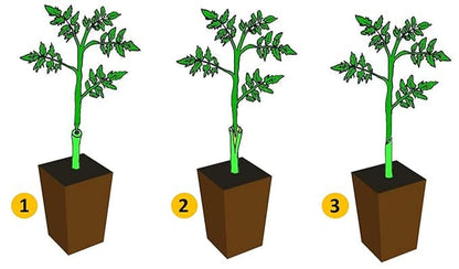 Clonixo™ Grafting Tool Kit